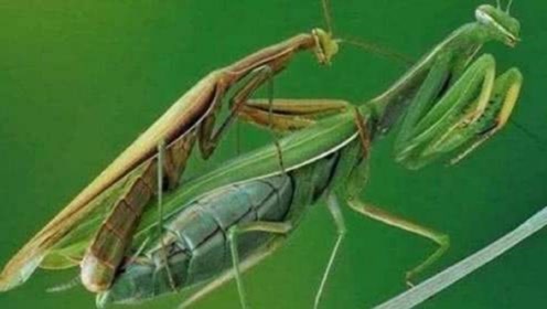 为什么母螳螂"吃夫"?并不是为了下一代,生物学家道出3个解释!