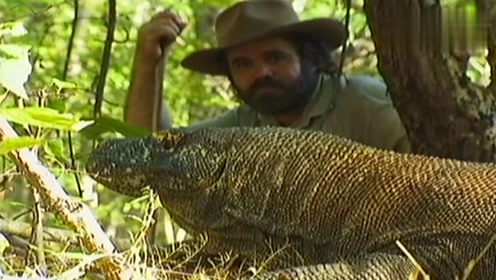 科莫多巨蜥是世界上最大的蜥蜴,也是唯一可以吃下人的蜥蜴