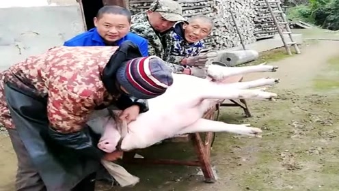农村人杀猪也很讲究,洗得干干净净,让二师兄走得很体面!