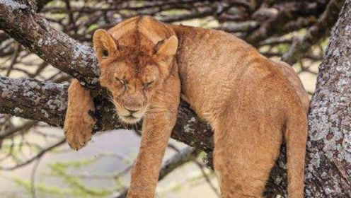 猴子爬到大树上挑衅狮子,结果硬是被狮子从树上叼了下来
