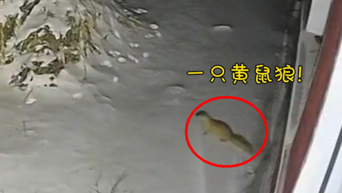 黄鼠狼在雪地窜动,突然"隐身"消失,拍下诡异瞬间