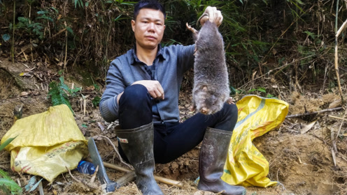 文哥挖到三斤重公竹鼠,感觉比母竹鼠凶猛多了,发狂啥都咬