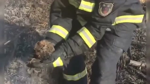 大火中的生命奇迹,消防员救下一只被烧伤的刺猬,每个生命都值得被认真