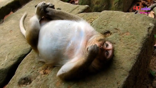 这是怎么了?胖猴子怎么这样的睡姿?