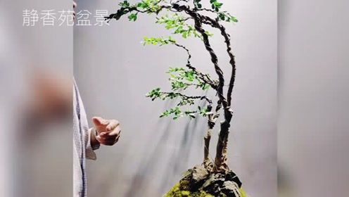 王师傅创作"风吹式"丛林造型的黄杨盆景,优雅端庄,素淡雅致!
