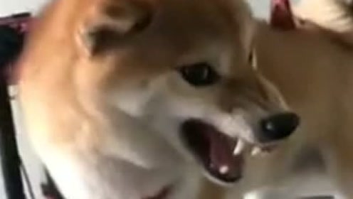 小柴犬被主人惹炸毛了,龇牙咧嘴发出尖叫声,吓坏主人了