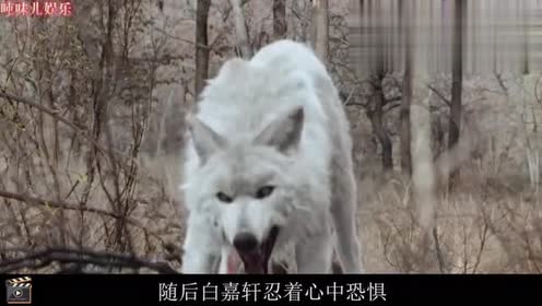 凶狠的白狼王叼走刚出生的婴儿,怎知婴儿不但没哭,反而哈哈大笑
