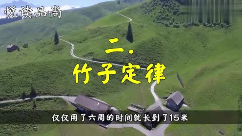 成功的三大定律:荷花定律,金蝉定律,竹子定律