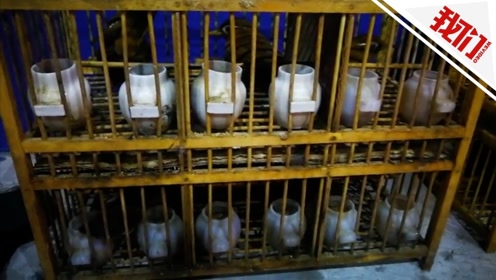 民警查车开后备箱一片“叽喳”：十几只画眉鸟正上下扑腾