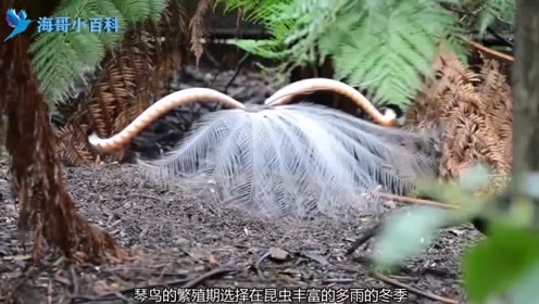 尾羽象古希腊的竖琴,求偶时善于模范叫声,来自澳大利亚的琴鸟