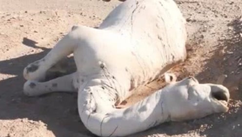 沙漠中渴死的骆驼,为什么千万别碰,看完后果被惊到了!