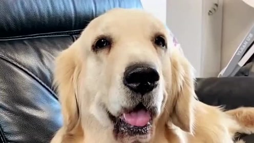 萌宠:女主叫金毛宾利去买面,百威主动请缨,接下来你们都忍住别笑!视频