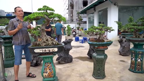 林庆祥盆栽教学:夏秋交替季节如何正确修剪,讲解的很