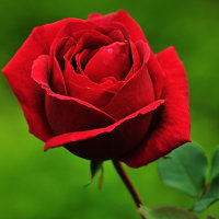 (可爱的一朵玫瑰花(Live))原唱是鞠红川，好一朵可爱的玫瑰花