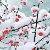 梦中的妈妈(无和声版)(热度:78)由冬雪翻唱，原唱歌手云飞