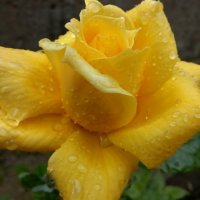 黄玫瑰(热度:101)由朝霞翻唱，原唱歌手乌兰托娅