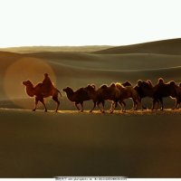 沙漠骆驼(热度:51)由乐乐翻唱，原唱歌手冯提莫