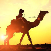 沙漠骆驼(热度:162)由༻T翻唱，原唱歌手展展与罗罗