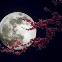十五的月亮(热度:143)由木土君(暂退)翻唱，原唱歌手董文华