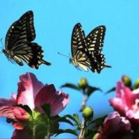 两只蝴蝶(热度:5290)由玖月往事随风（一路走来感恩有您）翻唱，原唱歌手庞龙