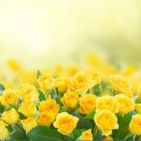 黄玫瑰(热度:274)由清哥（暂离）翻唱，原唱歌手乌兰托娅
