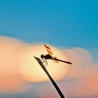 晚霞中的红蜻蜓(热度:102)由潜龙在渊翻唱，原唱歌手杨钰莹