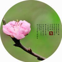 桃花缘(Live)(热度:37)由潜龙在渊翻唱，原唱歌手李炜/阿兰