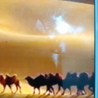 沙漠骆驼(热度:12)由快乐歌舞者翻唱，原唱歌手展展与罗罗