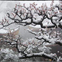 雪落下的声音(热度:123)由Sharon 曉倫翻唱，原唱歌手秦嵐