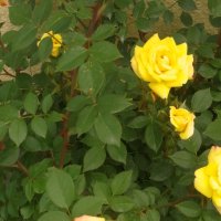 黃玫瑰(熱度:46)由踏雪無痕翻唱，原唱歌手烏蘭托婭