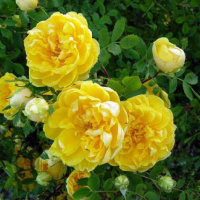 黄玫瑰(热度:34)由白云  回复不及时，请谅解。翻唱，原唱歌手乌兰托娅