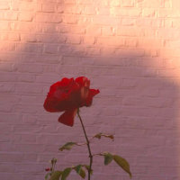 红玫瑰(Live)(热度:1001)由可西๑翻唱，原唱歌手张碧晨