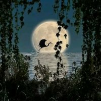 月亮升起来(热度:73)由心语翻唱，原唱歌手阿鲁阿卓
