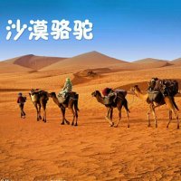 沙漠骆驼(热度:269)由OU翻唱，原唱歌手展展与罗罗