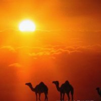 沙漠骆驼由雨润靜荷(拒加微)演唱(原唱:展展与罗罗)_沙漠骆驼歌词完整版图片