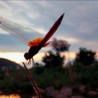 晚霞中的红蜻蜓原唱是杨钰莹，由辉翻唱(播放:152)