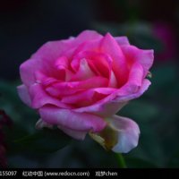 可爱的一朵玫瑰花(热度:65)由东方宏亮翻唱，原唱歌手王凯