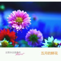 五月的鲜花(热度:40)由魏清云翻唱，原唱歌手李锦怡