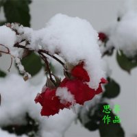 雪中情(热度:331)由思齐翻唱，原唱歌手杨庆煌