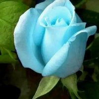 演唱歌手蓝玫瑰的头像