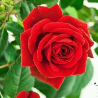 可爱的一朵玫瑰花在线听(原唱是黑鸭子组合)，王小玲演唱点播:105次