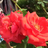 可爱的一朵玫瑰花原唱是黑鸭子组合，由雅兰淳泽（龙神领域）忙晚回复见谅翻唱(播放:75)