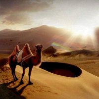 沙漠骆驼(热度:112)由棋舞翻唱，原唱歌手展展与罗罗
