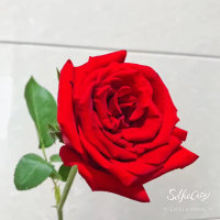 可爱的一朵玫瑰花(热度:30)由强歌学院 燕儿134翻唱，原唱歌手黑鸭子组合