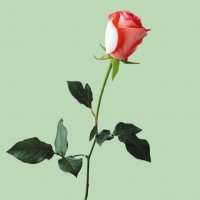 爱人你辛苦了(热度:134)由英子翻唱，原唱歌手红蔷薇