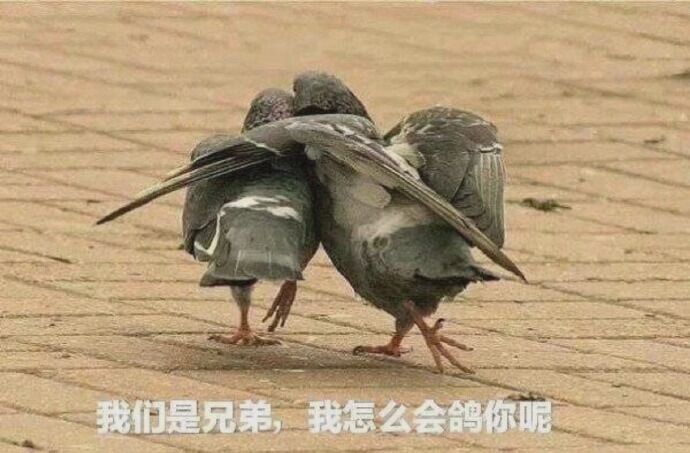 什么叼图都有:人类的本质是鸽子整了点鸽子的表情包