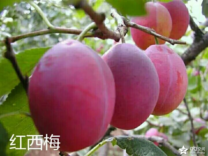 东方女神西梅—采摘园致富新选择