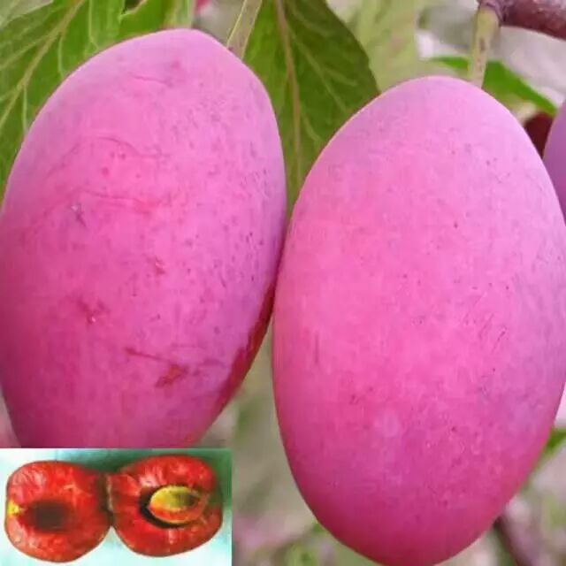 李子是蔷薇科李属植物和梅子属于同科不同属,其果实多为圆形其次是