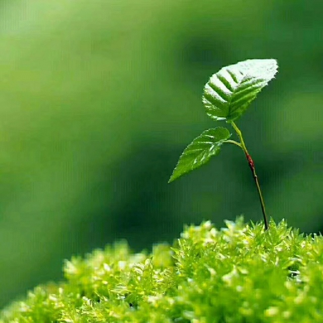 天父的爱_如鹰展翅上腾的个人专辑__企鹅fm