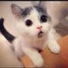 猫899头像